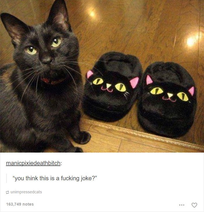 funny-tumblr-cats-49-5811ced059089__700.jpg