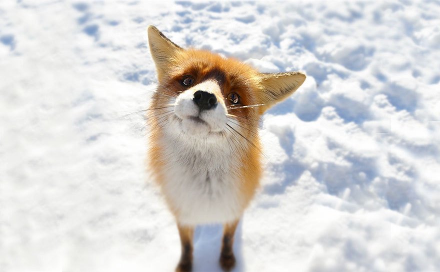 winter-fox-photography-60-5852b1634acb2__880.jpg