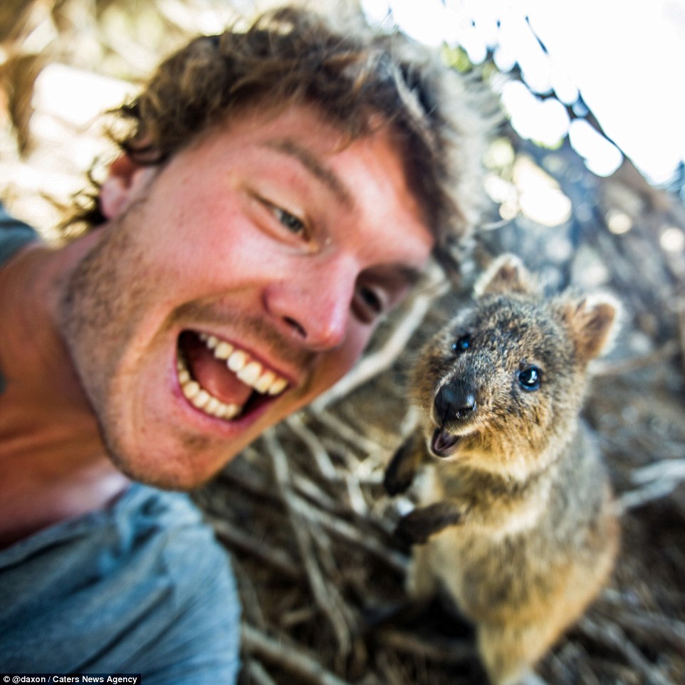 2F911AB700000578-3370281-The_traveller_s_favourite_animals_to_snap_are_quokkas_as_they_ar-a-17_1450800352239.jpg