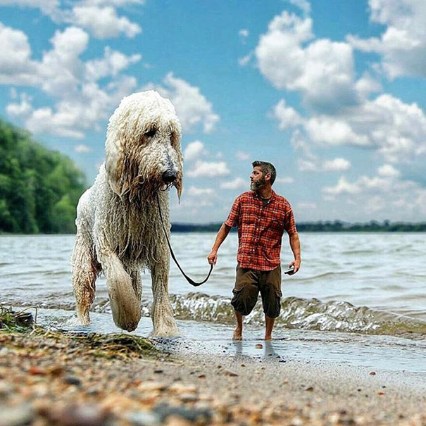 dog-giant-roams-streets-photoshop-juji-christopher-cline-91.jpg