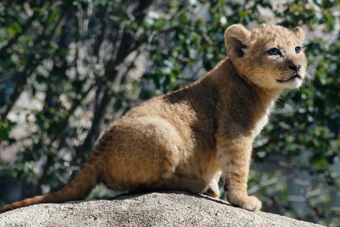 lion-king-live-action-baby-simba-bahati-dallas-zoo-10-14-5d38003180f78__700.jpg