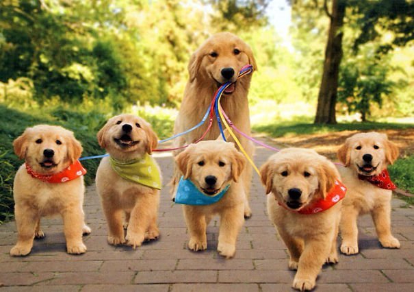 15-Awesome-Pics-Of-Proud-Dog-Mommies-With-Their-Cute-Babies-7.jpg