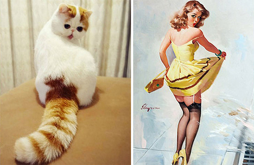 cat-looks-like-other-thing-lookalikes-celebrities-18__700.jpg