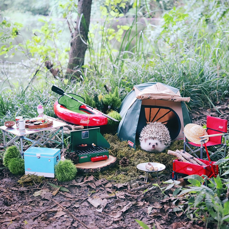 azuki-camping-hedgehog-1.jpg
