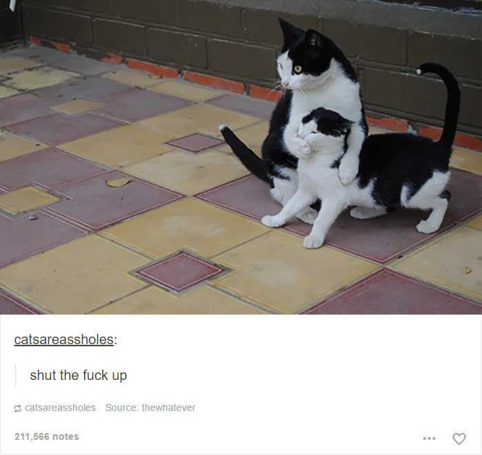 funny-tumblr-cats-11-5811ce6911da8__700.jpg
