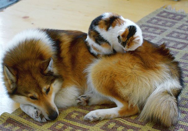cats_sleeping_on_dogs_9.jpg