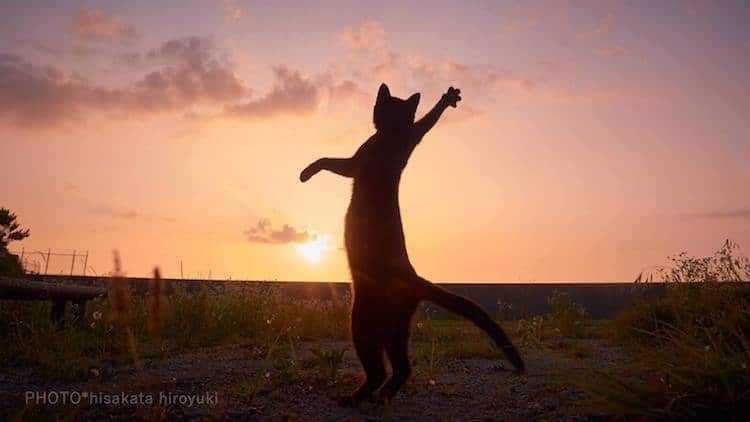 cat-poses-martial-arts-3.jpg