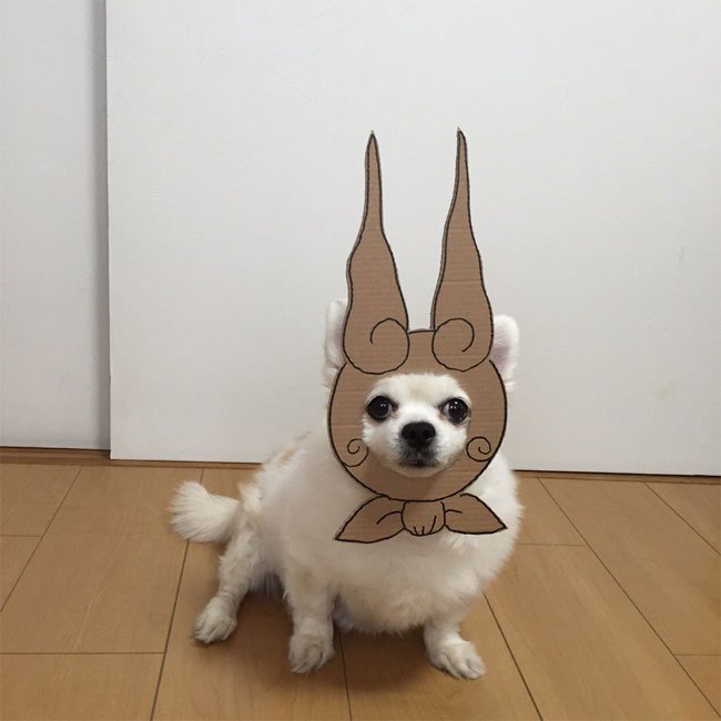 Chihuahuamametaro7.jpg