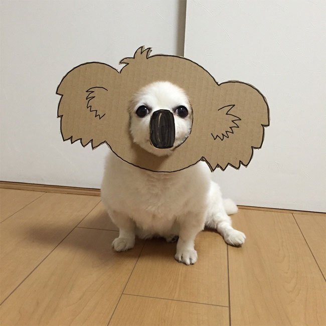 Chihuahuamametaro5.jpg