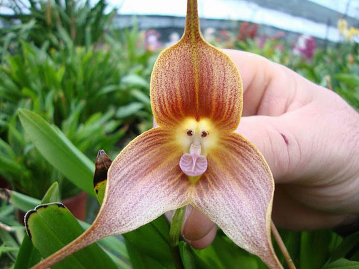 MonkeyFaceOrchidDraculaSimia17FlowersThatLookLikeSomethingElse.jpg