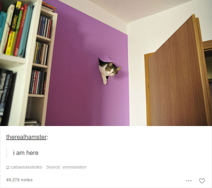 funny-tumblr-cats-6-5811ce5bcbaf0__700.jpg