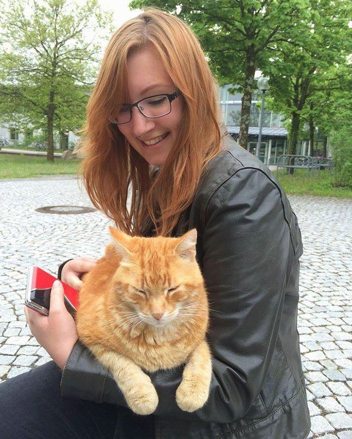 campus-cat-university-cuddles-augsburg-germany-5.jpg