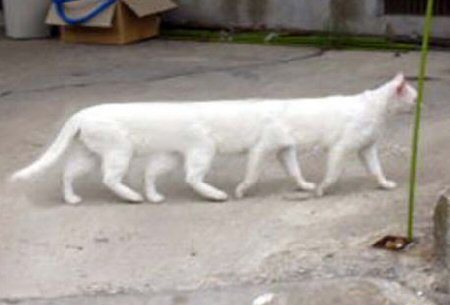 long_cat.jpg