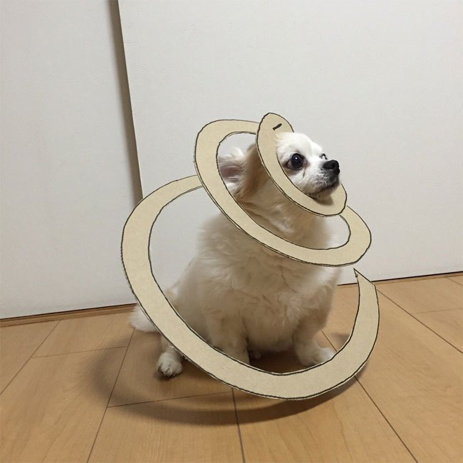 Chihuahuamametaro111.jpg