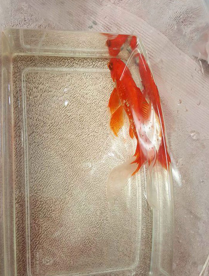 20-year-old-goldfish-tumour-surgery-5.jpg