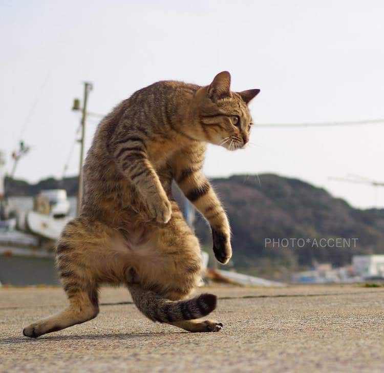 cat-poses-martial-arts-1.jpg