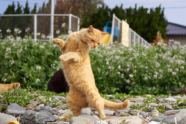 cat-poses-martial-arts-6.jpg