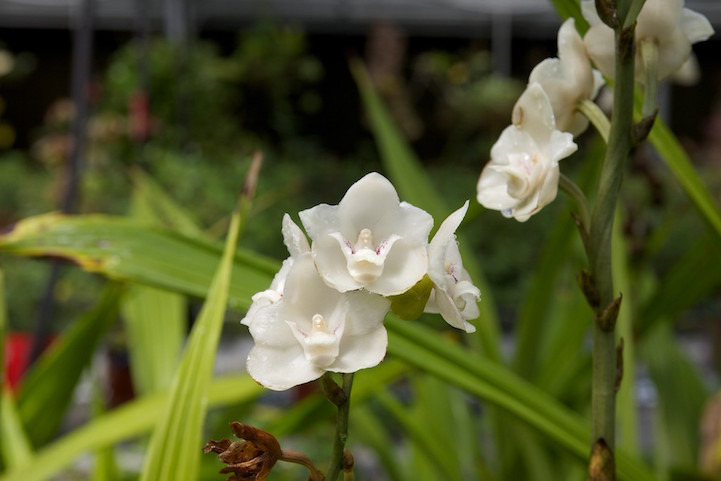flowersdoveorchid1.jpg