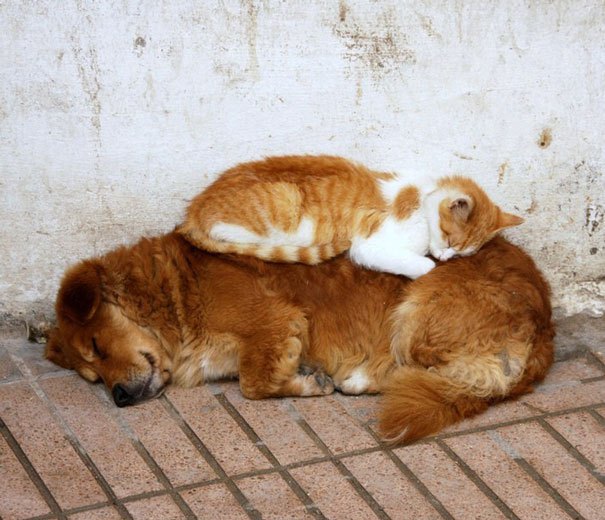 cats_sleeping_on_dogs_15.jpg