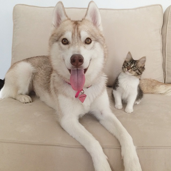 rosie-cat-grows-up-husky-mother-lilo-25.jpg