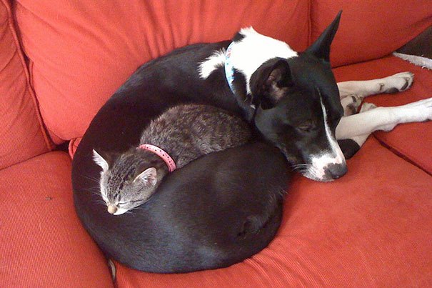 cats_sleeping_on_dogs_10.jpg
