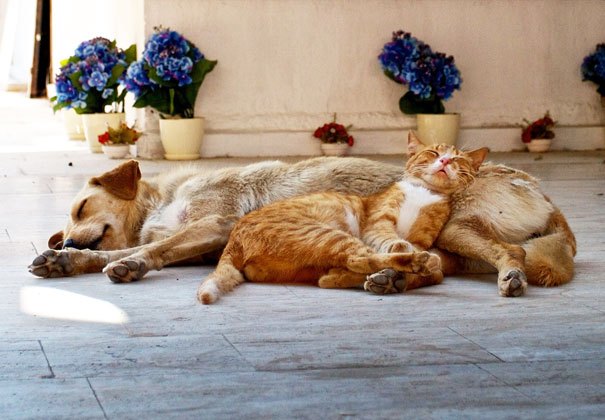 cats_sleeping_on_dogs_18.jpg