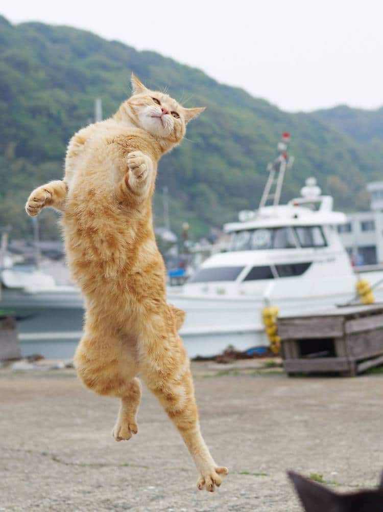 cat-poses-martial-arts-9.jpg