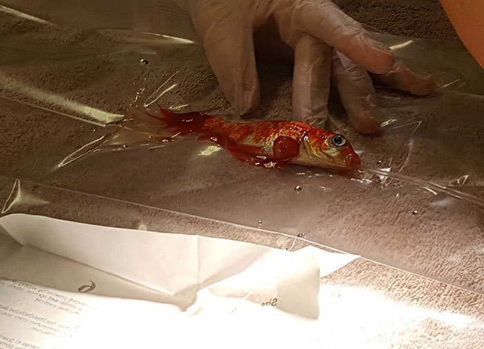 20-year-old-goldfish-tumour-surgery-1.jpg
