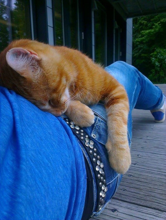 campus-cat-university-cuddles-augsburg-germany-2.jpg