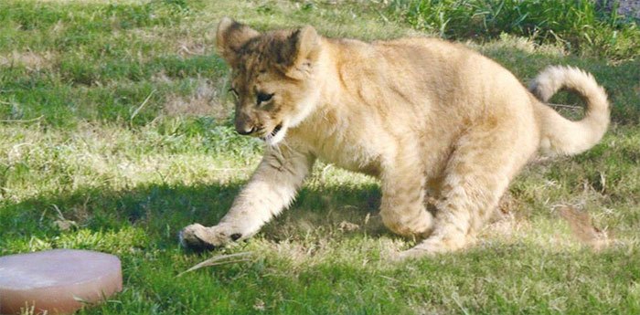 lion-king-live-action-baby-simba-bahati-dallas-zoo-10-1.jpg