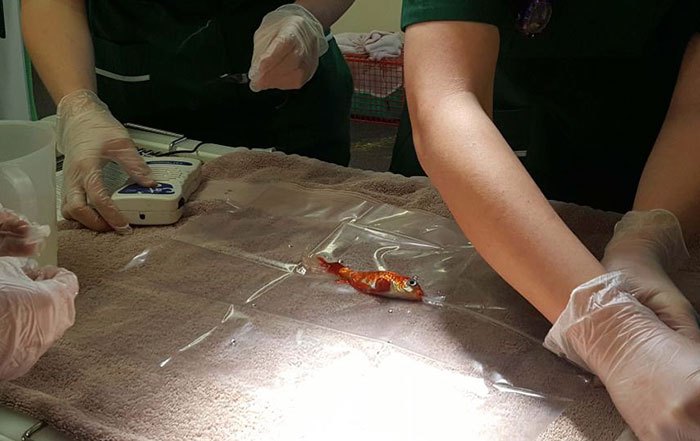 20-year-old-goldfish-tumour-surgery-2.jpg