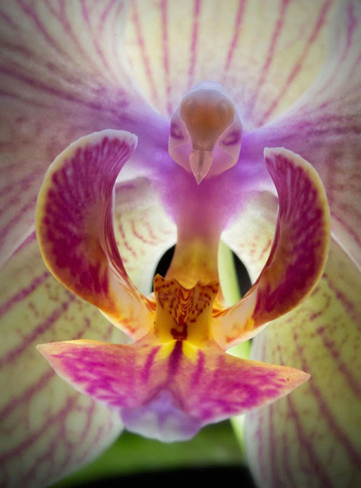 MothOrchidPhalaenopsis17FlowersThatLookLikeSomethingElse2.jpg
