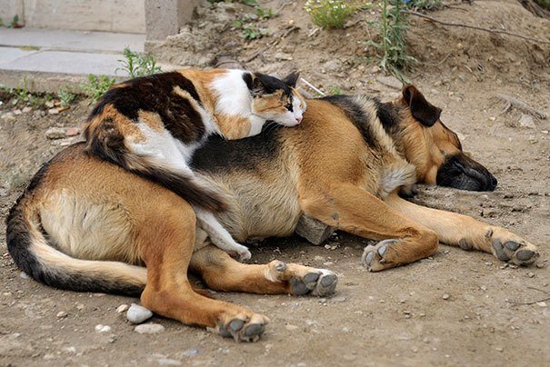 cats_sleeping_on_dogs_24.jpg