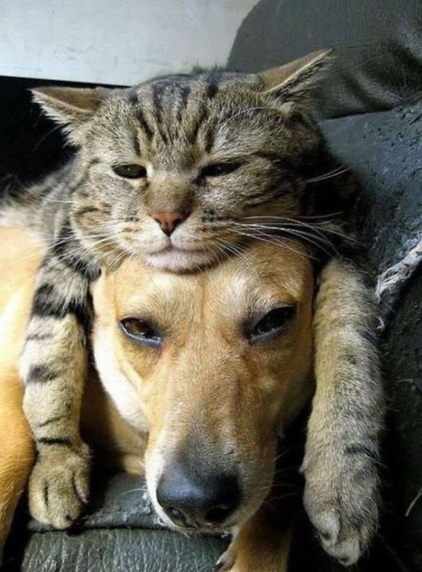 cats_sleeping_on_dogs_2.jpg