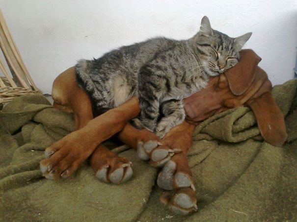 cats_sleeping_on_dogs_4.jpg