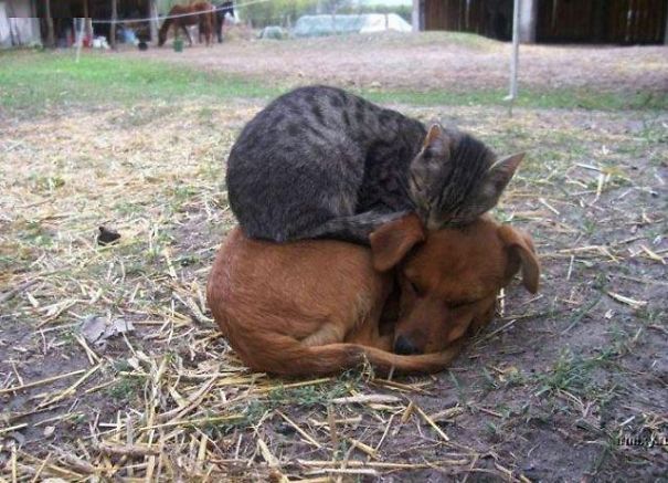 cats_sleeping_on_dogs_1.jpg