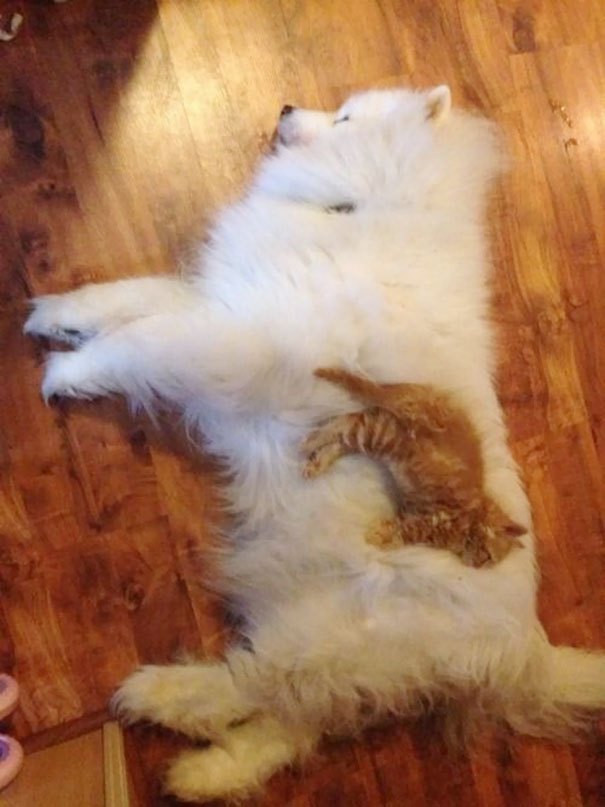 cats_sleeping_on_dogs_5.jpg
