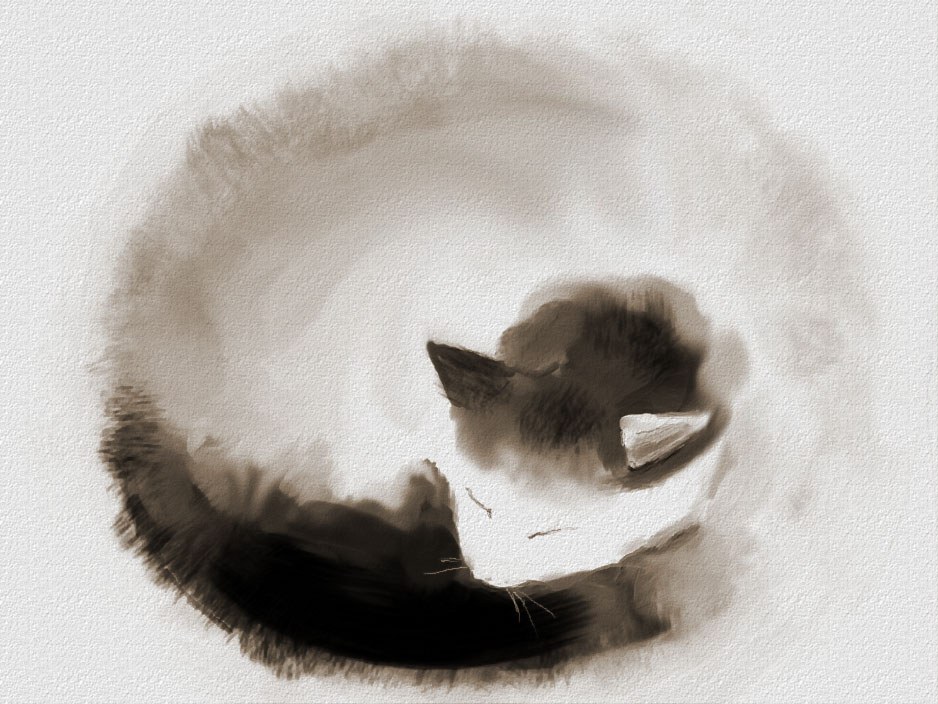 round-cat-4.jpg