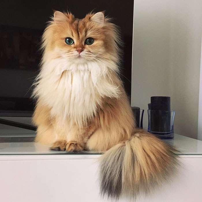 beautiful-fluffy-cat-british-longhair-22.jpg