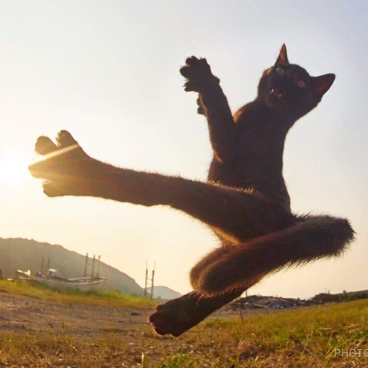 cat-poses-martial-arts-8.jpg