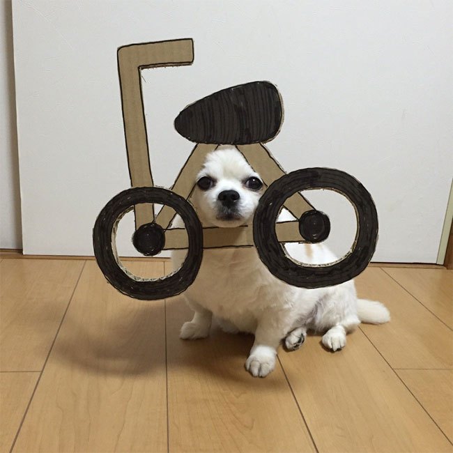 Chihuahuamametaro6.jpg