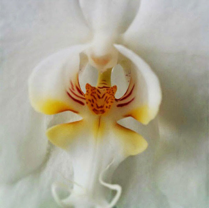 OrchidThatLooksLikeATiger17FlowersThatLookLikeSomethingElse.jpg