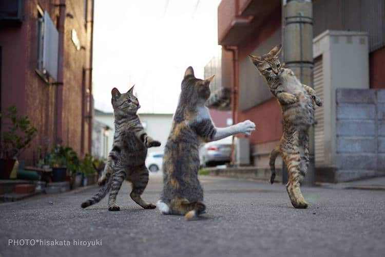 cat-poses-martial-arts-5.jpg