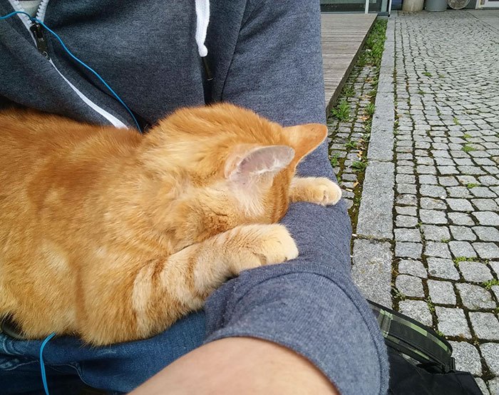 campus-cat-university-cuddles-augsburg-germany-4.jpg