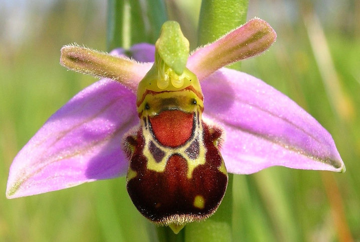 flowersbeeorchid.jpg