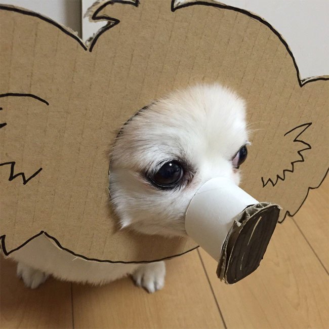 Chihuahuamametaro4.jpg