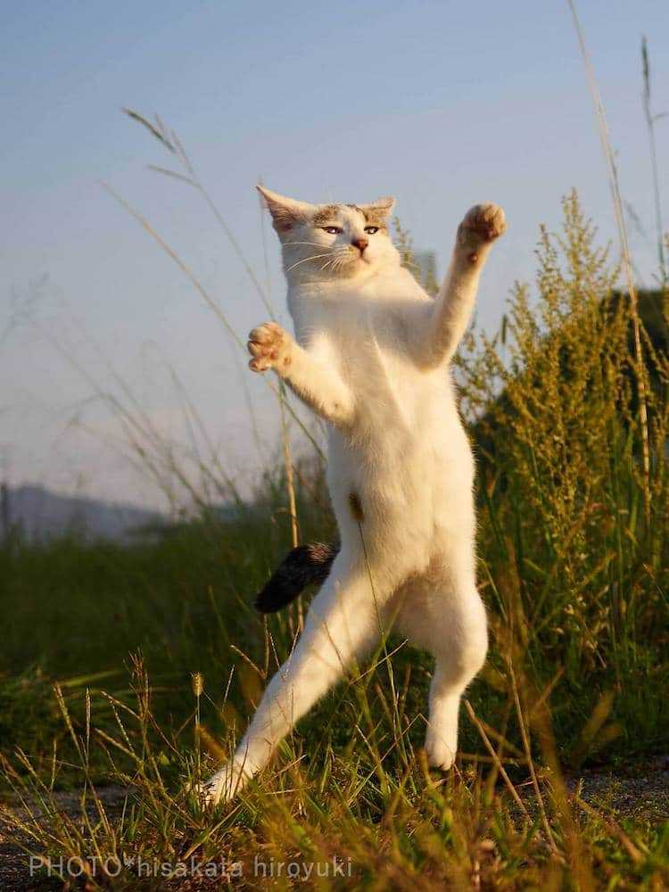 cat-poses-martial-arts-11.jpg