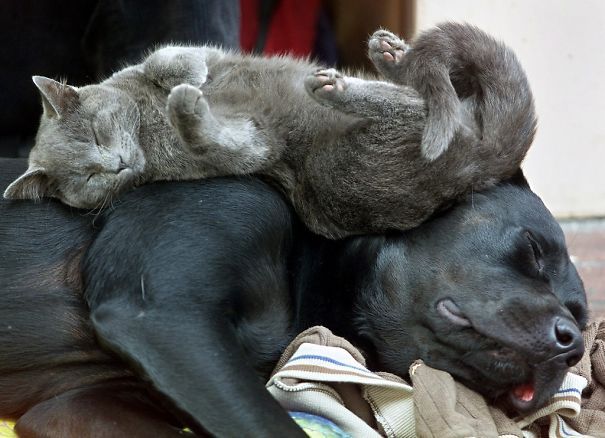 cats_sleeping_on_dogs_7.jpg