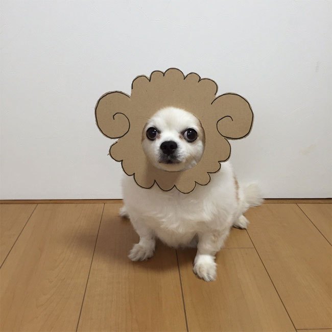 Chihuahuamametaro13.jpg