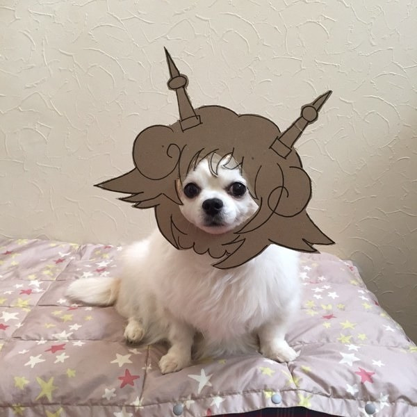 Chihuahuamametaro19.jpg